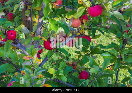 Schöne Aussicht auf reife rote Äpfel auf Baum im Garten. Gefallene gelbe Blätter auf grünem Rasen auf dem Hintergrund. Schweden. Stockfoto