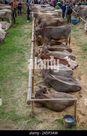 Serina Bergamo Italien 21. September 2022: Serina Livestock Fair, die größte Viehschau in den Bergamo-Tälern Stockfoto