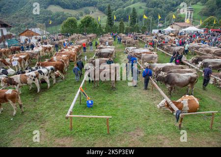 Serina Bergamo Italien 21. September 2022: Serina Livestock Fair, die größte Viehschau in den Bergamo-Tälern Stockfoto