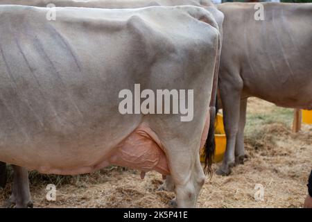 Serina Bergamo Italien 21. September 2022: Serina Livestock Fair, die größte Viehschau in den Bergamo-Tälern Stockfoto