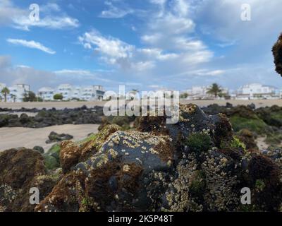 Eine Nahaufnahme eines mit Moos bedeckten Steines an einem Sandstrand Stockfoto