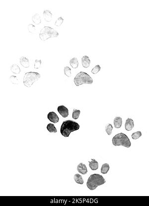 PET Paw druckt auf Papier. Einfarbige Textur mit Hund- oder Katzenpfoten-Prints. Hintergrund in Grautönen. Fußabdrücke von Hunden oder Katzen auf Papier. Stockfoto