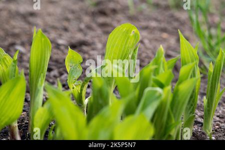 Funkia, auftauchende Zierpflanzen im Garten. Pflanzen, die im Frühjahr aus dem Boden kommen. Stockfoto