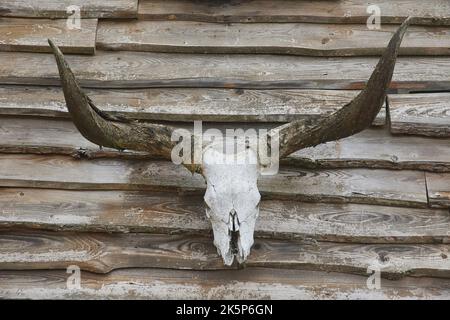 Stierschädel auf einer Holzwand. Länderhintergrund Stockfoto