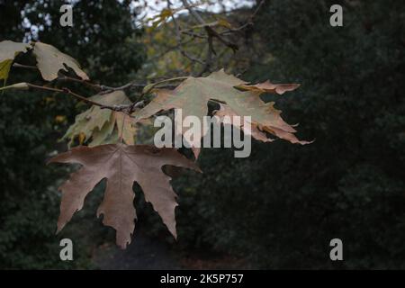 Braune Platanenblätter. Herbst im Wald Stockfoto