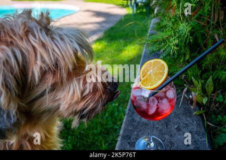 Hund streckt seine Zunge aus, sie will Sommergetränk. Lustige Situation, es ist Alkohol-Cocktail. Stockfoto