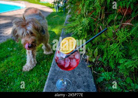 Die leckende Hündin briard geht in Garten zu Wand, auf dem Glas mit Sommercocktail steht, sie will trinken. Lustige Situation. Stockfoto