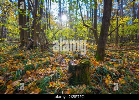 Ein moosbedeckter Stumpf vor dem Hintergrund eines Herbstwaldes, der von der Morgensonne beleuchtet wird Stockfoto