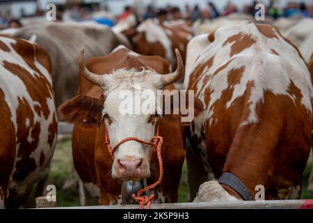 Serina Bergamo Italien 21. September 2022: Serina Livestock Fair, die größte Viehschau in den Bergamo-Tälern Stockfoto