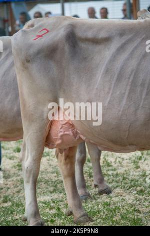 Serina Bergamo Italien 21. September 2022: Serina Livestock Fair, die größte Viehschau in den Bergamo-Tälern Stockfoto