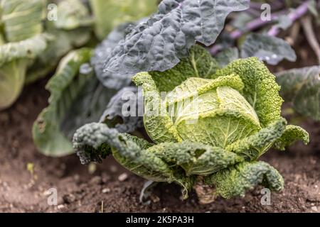 Gartengrün wächst ihre Blätter mit Grünkohl in der Vorderseite. Grüner Kohl, der im Herbst geerntet werden kann. Stockfoto