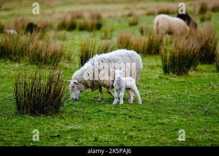 Die schottischen Schafe und niedlichen kleinen Lamm in den schottischen Highlands Schottland Großbritannien Stockfoto