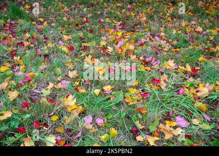 Bunte Herbstblätter auf Gras Stockfoto