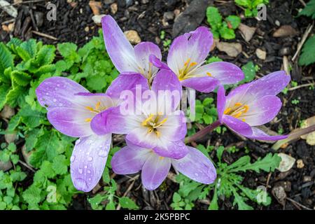 Colchicum autumnale, Herbstkrokus blüht im Oktober oder Herbst in einem englischen Garten, Großbritannien Stockfoto