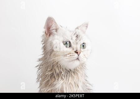 Porträt einer nassen weißen niedlichen Katze, nach dem Baden, auf weißem Hintergrund Stockfoto