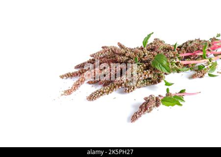 Zweige roter Quinoa mit Samen auf weißem Hintergrund. Gartenpflanze aus nächster Nähe. Stockfoto