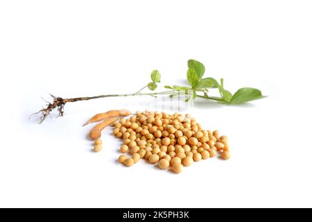 Glycin max Sojabohnen, Körner, Schoten und Zweig isoliert auf weißem Hintergrund. Stockfoto