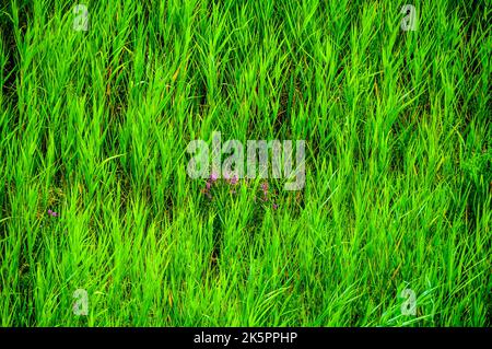 Grünes Gras aus nächster Nähe Stockfoto