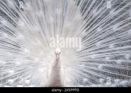 Ein weißer Pfau Stockfoto