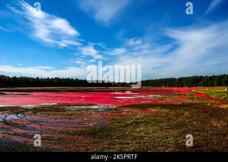 Cranberry-Moor in Massachusetts Stockfoto