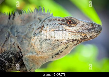 Stacheliger Leguan aus der Nähe an einem sonnigen Tag in Cancun, der mexikanischen Karibik Stockfoto