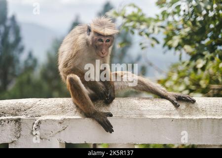 Der Affe sitzt auf einem Baum. Affe in tropischer Waldvegetation. Wildtierszene Stockfoto