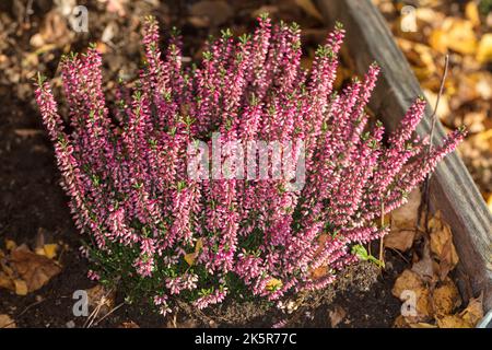 Heidekraut, Ljung (Calluna vulgaris) Stockfoto