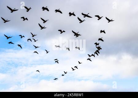 Migration von Kanadagänsen im Herbst im Flug. Wolkiger Himmel. Stockfoto