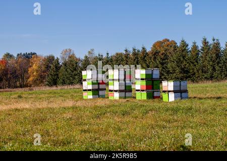 Reihe von klorful Bienenstock Boxen in einem Wisconsin Feld, horizontal Stockfoto