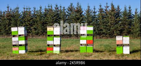Reihe von klorful Bienenstock Boxen in einem Wisconsin Feld, Panorama Stockfoto