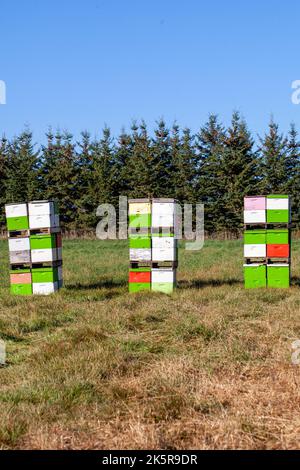 Reihe von klorful Bienenstock Boxen in einem Wisconsin Feld, vertikal Stockfoto