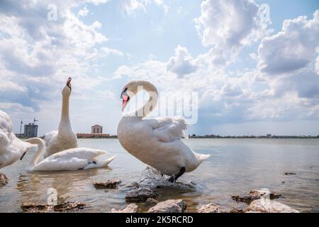 Eine große Schar anmutiger weißer Schwäne schwimmt im See, Schwäne in freier Wildbahn. Der stumme Schwan, lateinischer Name Cygnus olor. Stockfoto