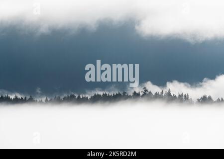 Westliche rote Zedernbäume und Kiefern im Nebel von Meares Island, Tofino, Vancouver Island, British Columbia, Kanada. Stockfoto