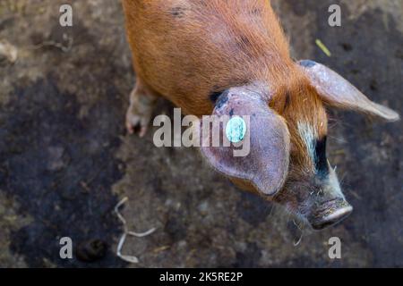 Nahaufnahme eines farbenfrohen, gefleckten Ingwers und eines schwarzen Oxford Sandy und Black Schweins auf einer British Farm. Stockfoto