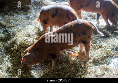 Nahaufnahme einer Familie von farbenfrohen, gefleckten Ingwerschweinen und schwarzen Oxford Sandy- und schwarzen Schweinen auf einer British Farm. Stockfoto