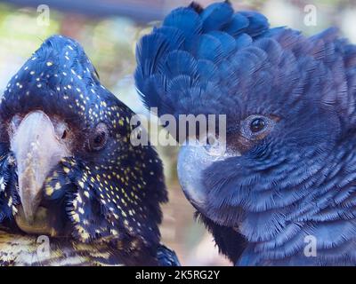 Ein Nahaufnahme-Porträt eines zärtlich hingebungsvollen Red-tailed Black Cockatoo Paares in einer liebevollen Pose. Stockfoto