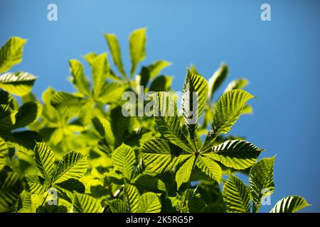 Grüne Kastanien Blätter gegen den Himmel. Blätter im Sommer. Satte hellgrüne Farbe. Details der Natur. Kastanienbaum. Stockfoto