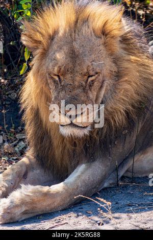 Großer Löwe aus nächster Nähe, der während der Mittagshitze im Schatten ruht Stockfoto