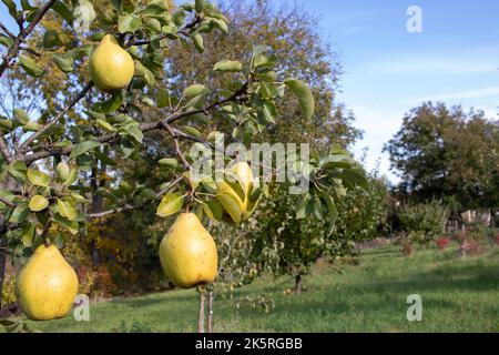 Reife große gelbe Birnen, die an Ästen eines jungen Baumes im Garten hängen. Herbsternte. Stockfoto
