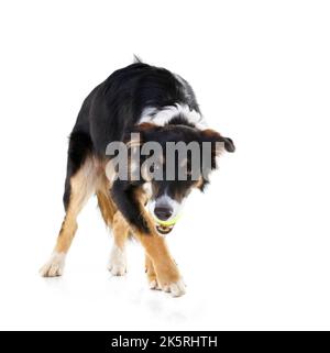 Es ist mein Ball. Studioaufnahme eines Border Collie mit einem Ball im Mund isoliert auf weiß. Stockfoto
