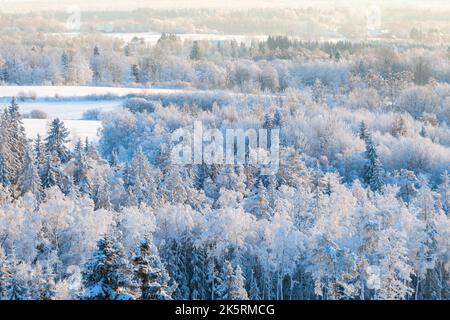 Luftaufnahme eines Winterwaldes Schneebedeckter Baumzweig mit Blick auf den Winterwald Stockfoto