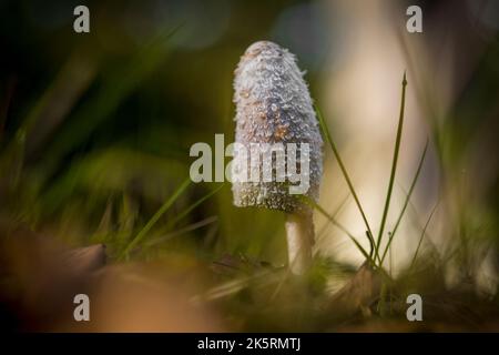 Horizontale Aufnahme eines Coprinus comatus, der zotteligen Tintenkappe, der Anwaltsperücke oder der zotteligen Mähne, die ein gewöhnlicher Pilz und essbarer Pilz ist Stockfoto
