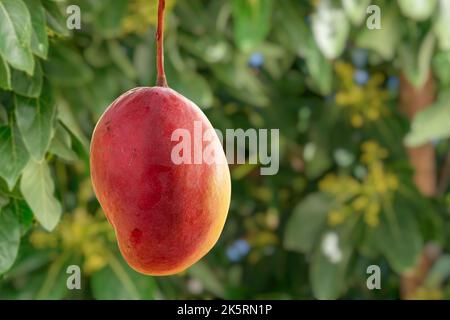 Reife Mangofrüchte auf dem Mangobaum. Grünes Laub im Hintergrund. Stockfoto