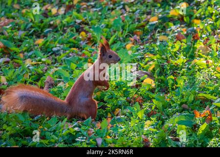 Niedliches rotes Eichhörnchen, das auf zwei Beinen auf der grünen Sonnenwiese steht Stockfoto