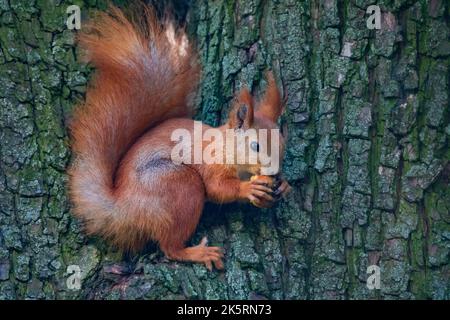 Niedliche kleine rote Eichhörnchen essen Nuss auf dem Baum Stockfoto