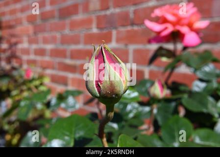 Seite einer teilweise offenen rosa Rosenknospe mit Ziegelwand, dunkelgrünen Blättern und einer rosa Rose im Hintergrund Stockfoto