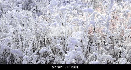 Horizontales Weihnachtsbanner mit frostbedecktem Gras und Blumen. Urlaub Weihnachten Hintergrund mit Schnee und rime Eis auf Busch. Zweige bedeckten Raureif in s Stockfoto