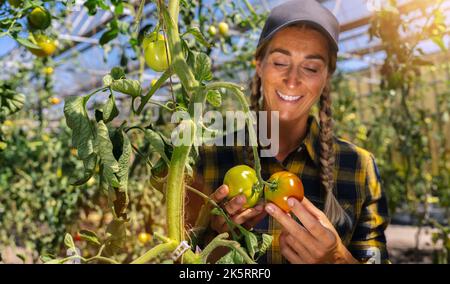 Qualifizierte Frau in saisonalen Gartenarbeit Kommissionierung frische reife Pflaume Tomaten auf dem Bauernhof beschäftigt Stockfoto
