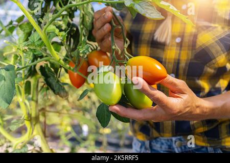 Der Bauer erntet Tomaten. Hände der Frau pflücken frische Tomaten. Bio-Garten. Erntezeit auf dem Bauernhof Stockfoto