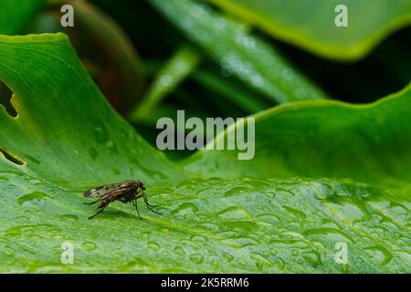 Eine Rhagio-Fliege sitzt auf einem nassen grünen Blatt zwischen Wassertropfen. Rhagio ist eine weltweite Gattung räuberischer Schnepfentauchen Stockfoto